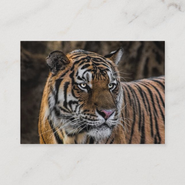 Carte De Visite Visage sauvage lisse de tigre magnifique (Devant)