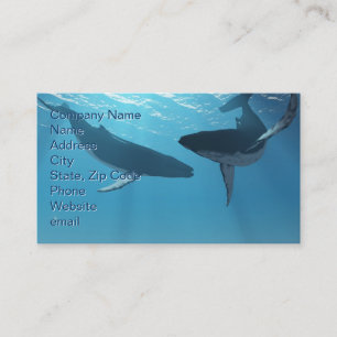 Carte De Visite Whale Wonders