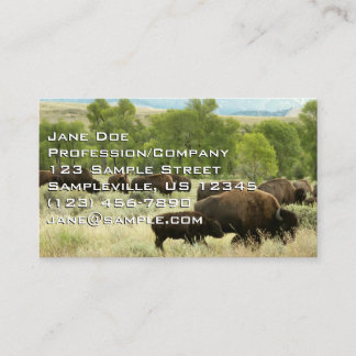 Carte De Visite Wyoming Bison Nature Animal Photographie
