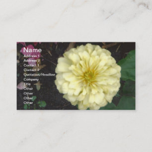Carte De Visite Zinnia blanche