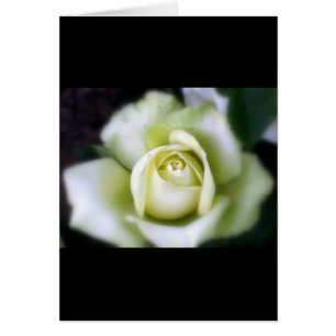 Carte de vœux à focus doux Rose Blanche