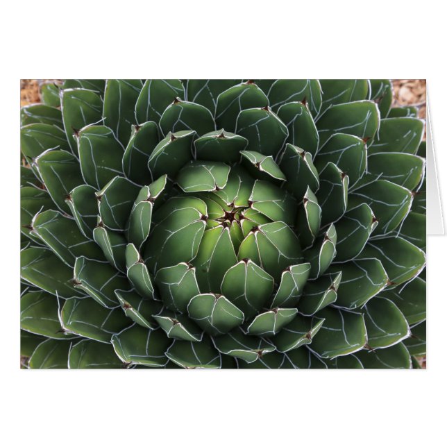 Carte de voeux agave Succulente (Devant Horizontal)