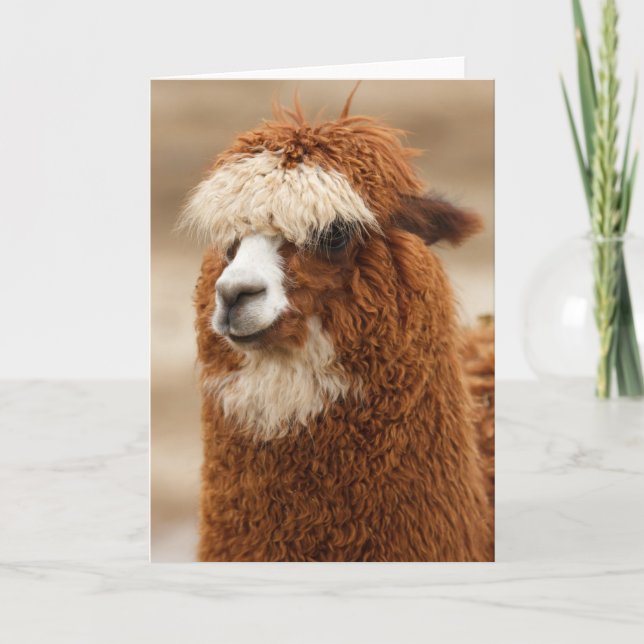 Carte de voeux Alpaca (Devant)