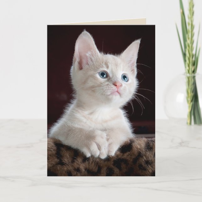 carte de voeux angel kitten (Devant)