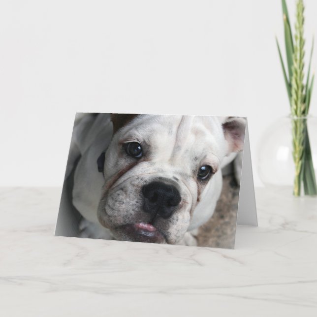 Carte de voeux anglaise de bouledogue (Devant)