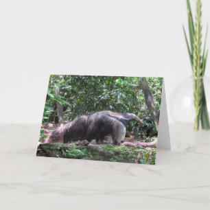 Carte de voeux Anteater