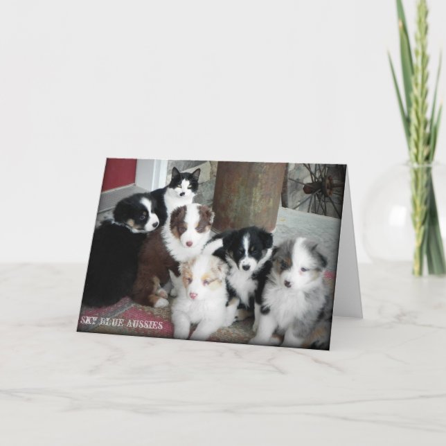 Carte de voeux australienne de chiots de berger (Devant)