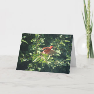 Carte de vœux avec cardinal sur le point de prendr