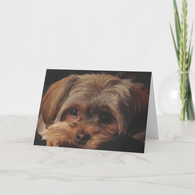 Carte de voeux avec le chiot de Shorkie sur (Devant)