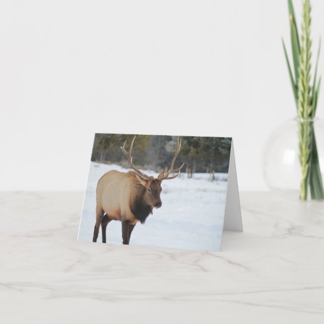 Carte De Voeux Avec Un Elk (Devant)