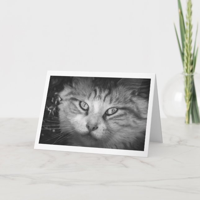 Carte de voeux - B&W Kitty (Devant)