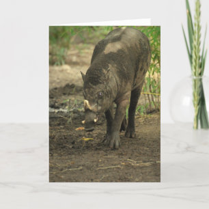 Carte de voeux Babirusa