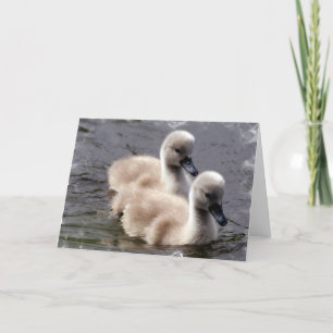 Carte de voeux Baby Swans
