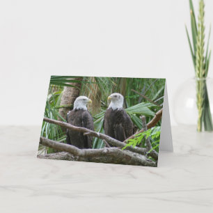 Carte de voeux Bald Eagle