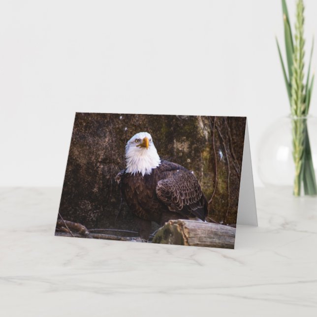 Carte de voeux Bald Eagle (Devant)