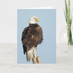 Carte de voeux Bald Eagle assis