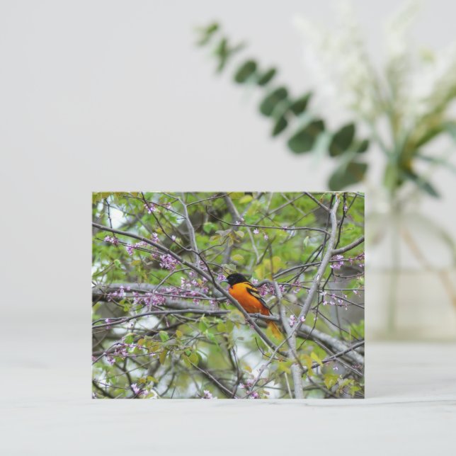 Carte de voeux Baltimore Oriole (Debout devant)