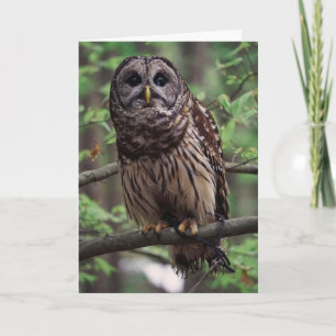 Carte de voeux Barred Owl