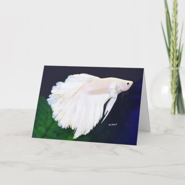 Carte de voeux Betta (Devant)