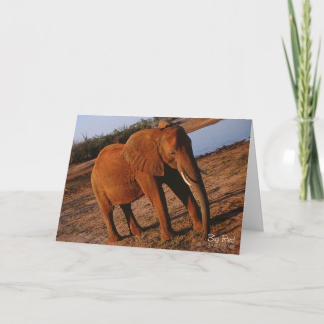 Carte de voeux Big Red Elephant (Devant)
