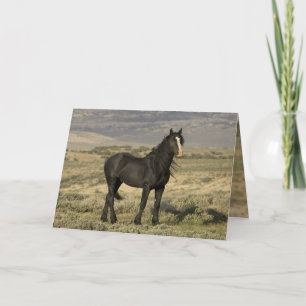 Carte de voeux Black Stallion Wild Horse