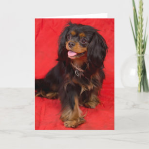 Carte de voeux Black Tan Cavalier King Charles Pup