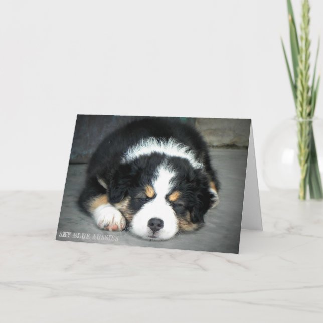 Carte de voeux Black Tri Australian Shepherd (Devant)