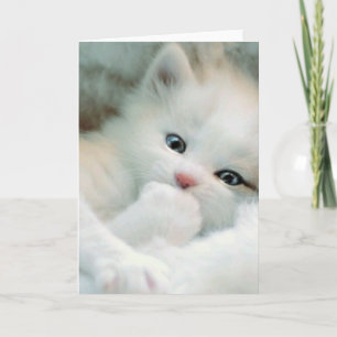 Carte de voeux - Blanc Fluffy Kitten