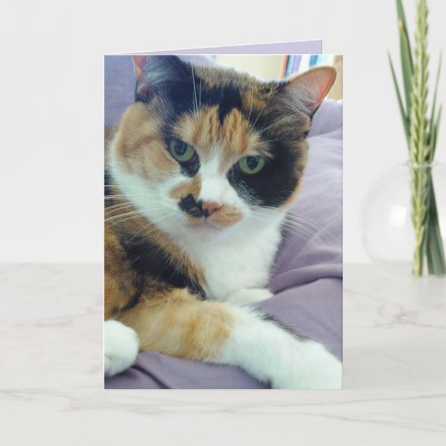 Carte de voeux blanche Calico Cat (Devant)