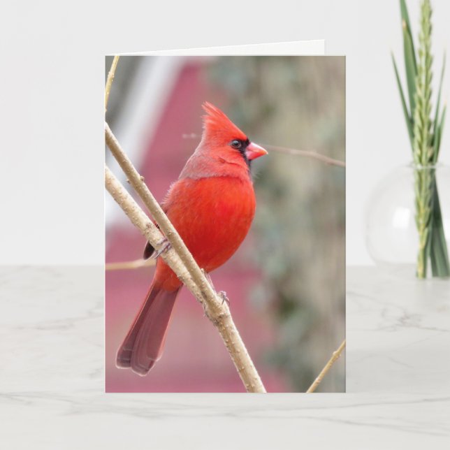 Carte de vœux blanche Cardinal Rouge (Devant)