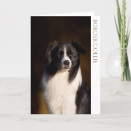 Carte de voeux blanche Collie Bordure