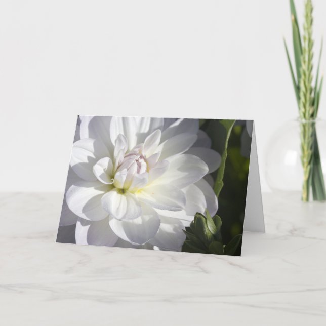 Carte de voeux blanche de dahlia (Devant)