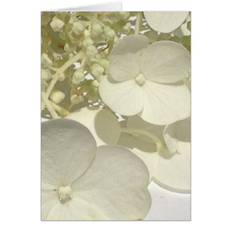 Carte de voeux blanche de fin de fleur d'hortensia