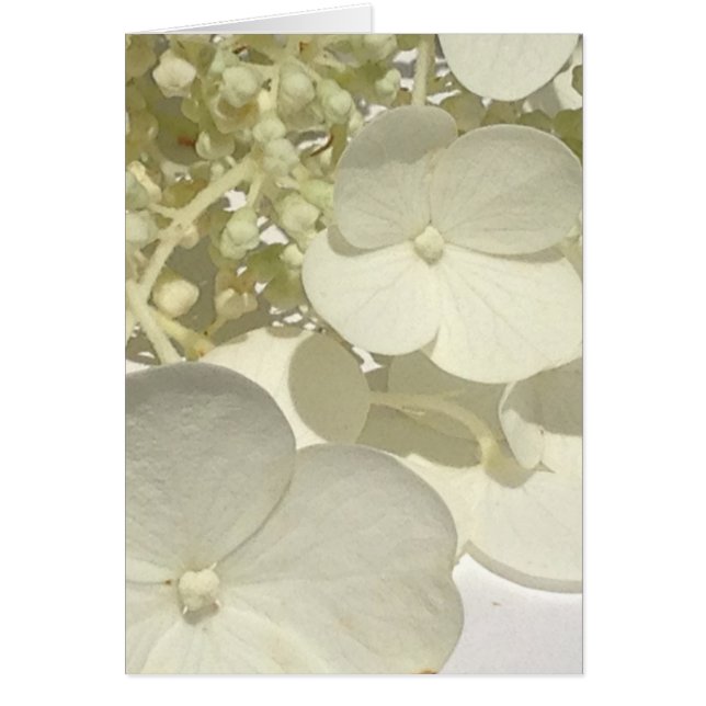 Carte de voeux blanche de fin de fleur d'hortensia (Devant)