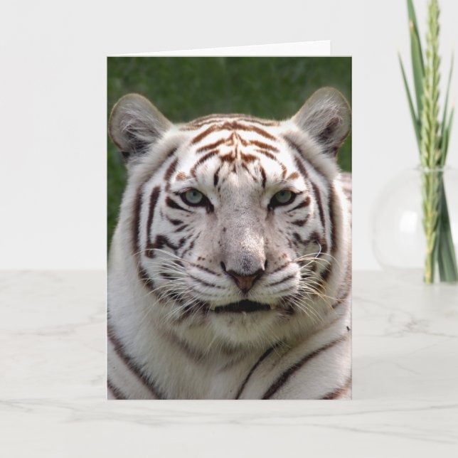 Carte de voeux blanche de tigre (Devant)