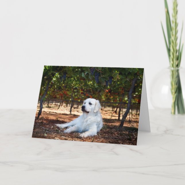 Carte de voeux blanche Golden Retriever (Devant)