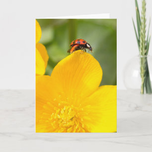Carte de voeux blanche Ladybug