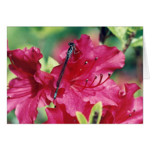 Carte de voeux blanche libellule