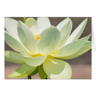 Carte de voeux blanche Lotus Blank