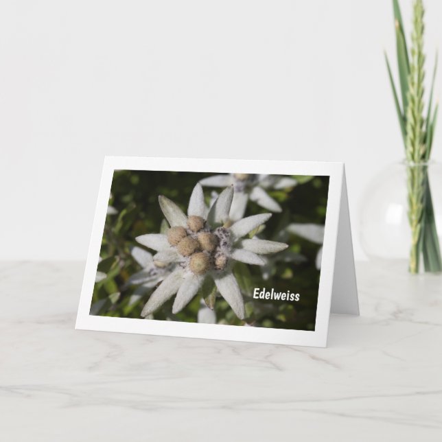 Carte de voeux blanche pliée en fleurs Edelweiss (Devant)