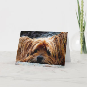Carte de voeux blanche Yorkshire Terrier
