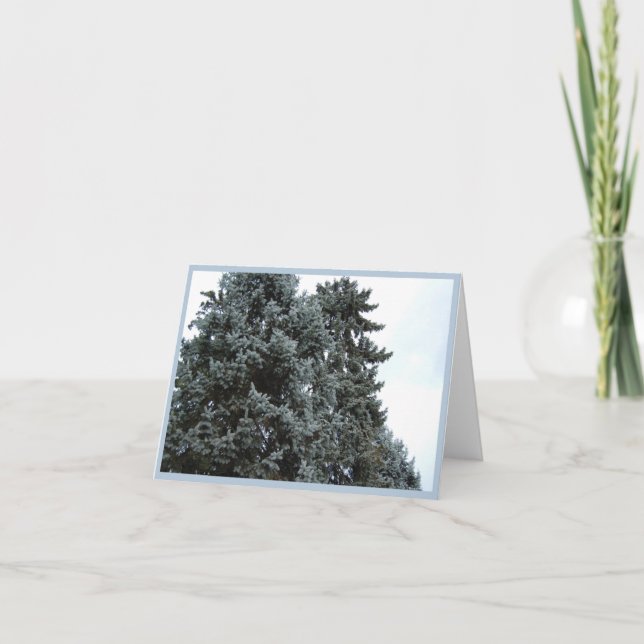 Carte de voeux Blue Spruce Trees (Devant)
