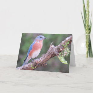 Carte de voeux Bluebird