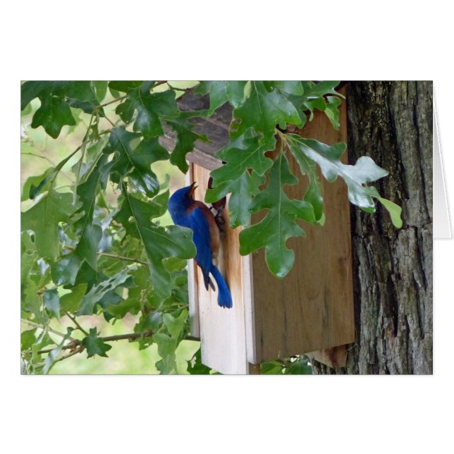 Carte de voeux Bluebird at Home (Devant horizontal)