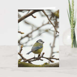 Carte de voeux - Bluetit 3
