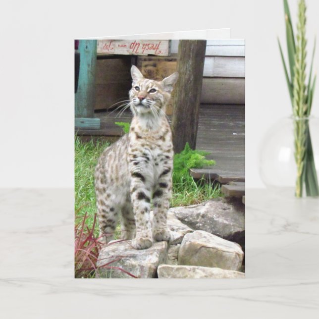 Carte de voeux Bobcat (Devant)