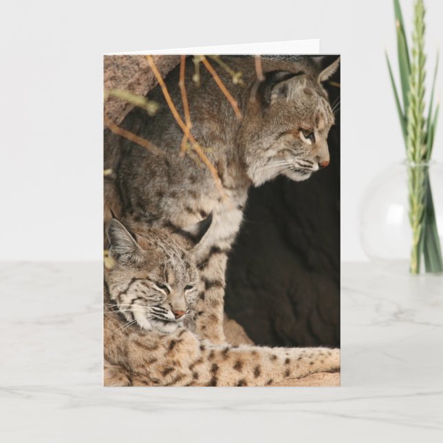 Carte de voeux Bobcat (Devant)