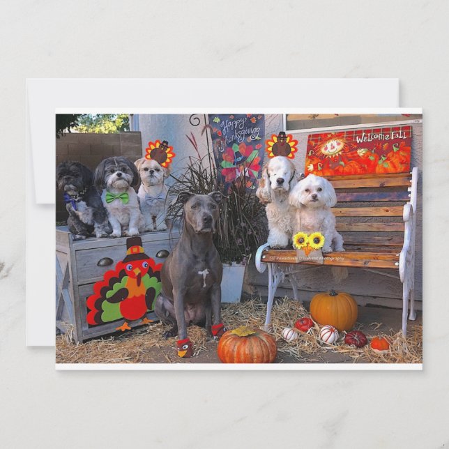 Carte de voeux Bon thanksgiving chien adorable (Devant)