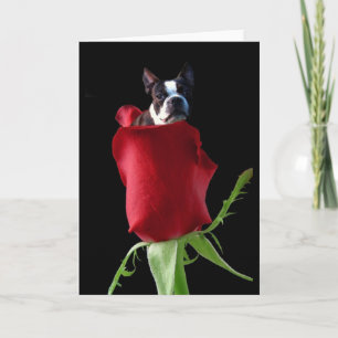 Carte de vœux Boston Terrier rose rouge