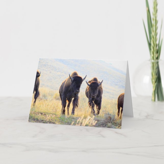 Carte de voeux Buffalo Running (Devant)